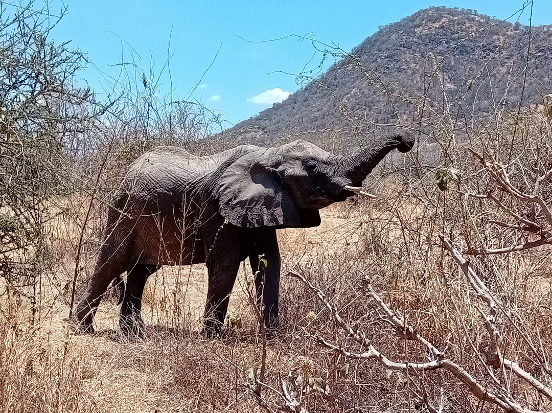 Safari Fleva-Dar es Salaam必去景点