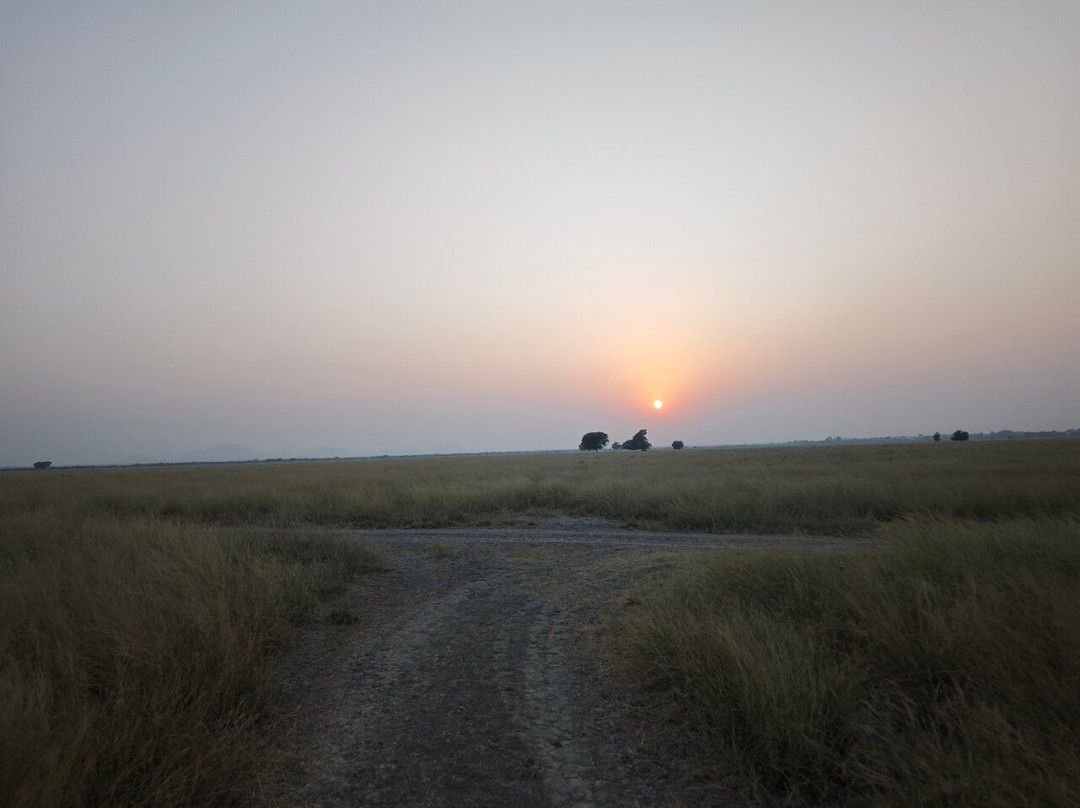 Tal Chhapar Black Buck Sanctuary-Sujangarh必去景点