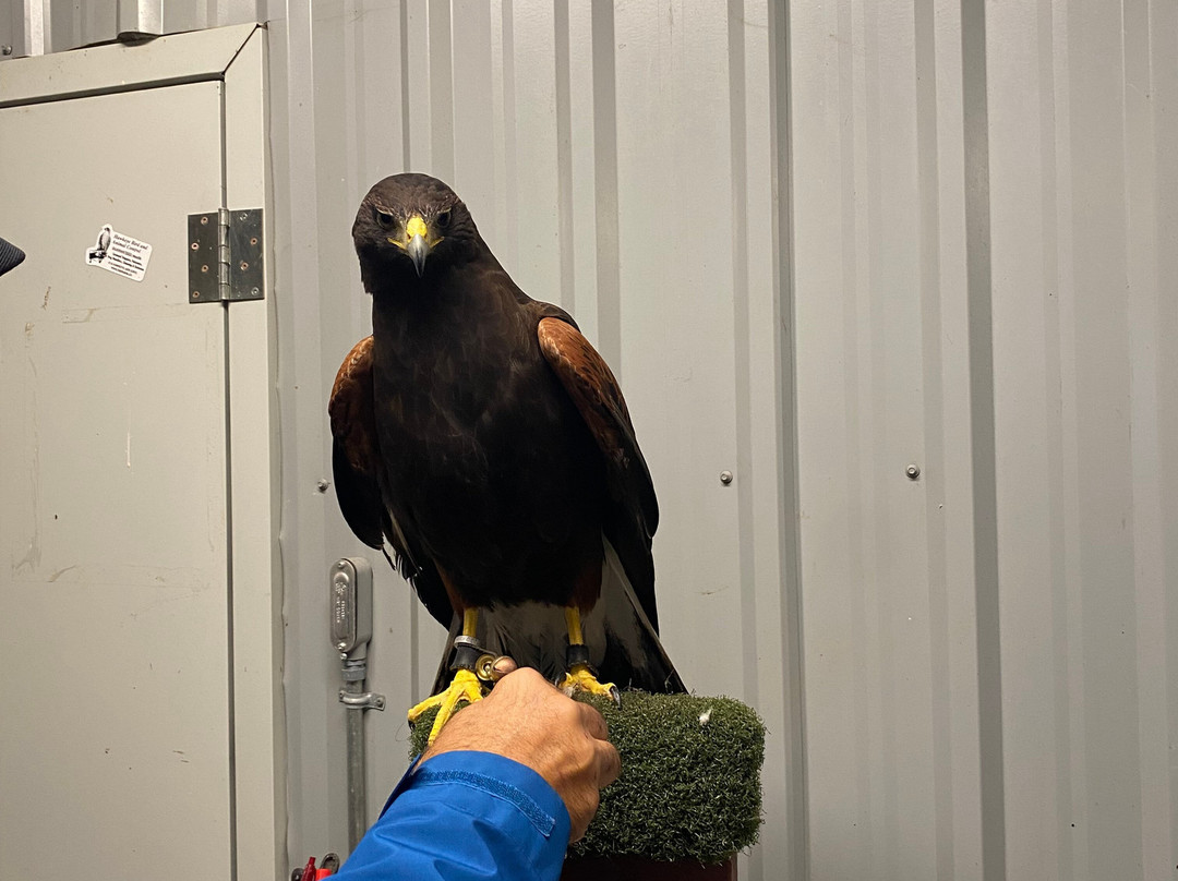 Hawkeye Bird and Animal Control-Erin必去景点