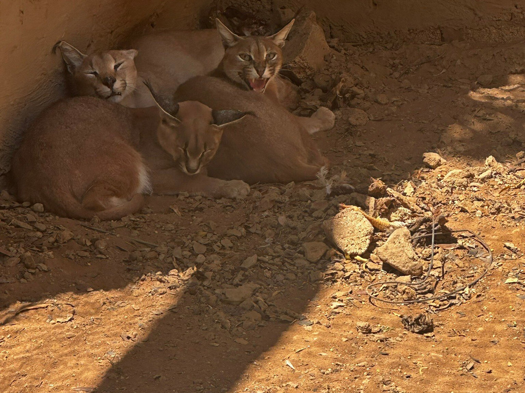 Kudu's Rus Game Lodge and Predator Park-鲁斯登堡必去景点