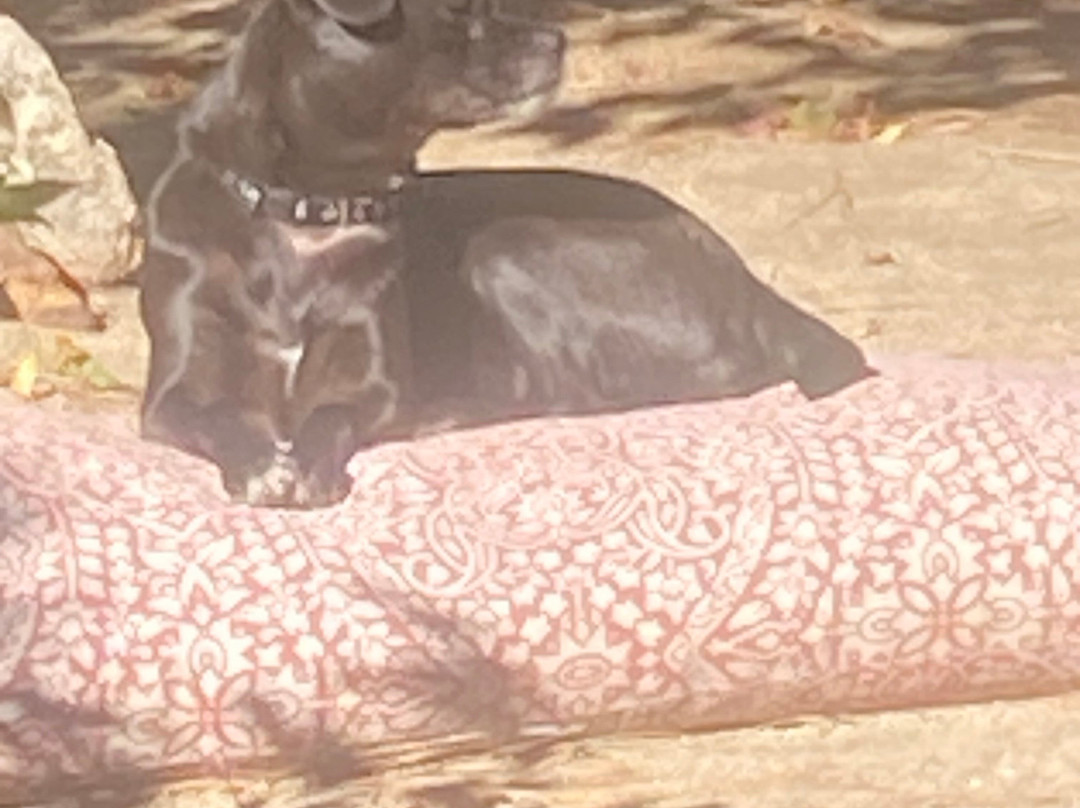 Living Free Animal Sanctuary-Mountain Center必去景点