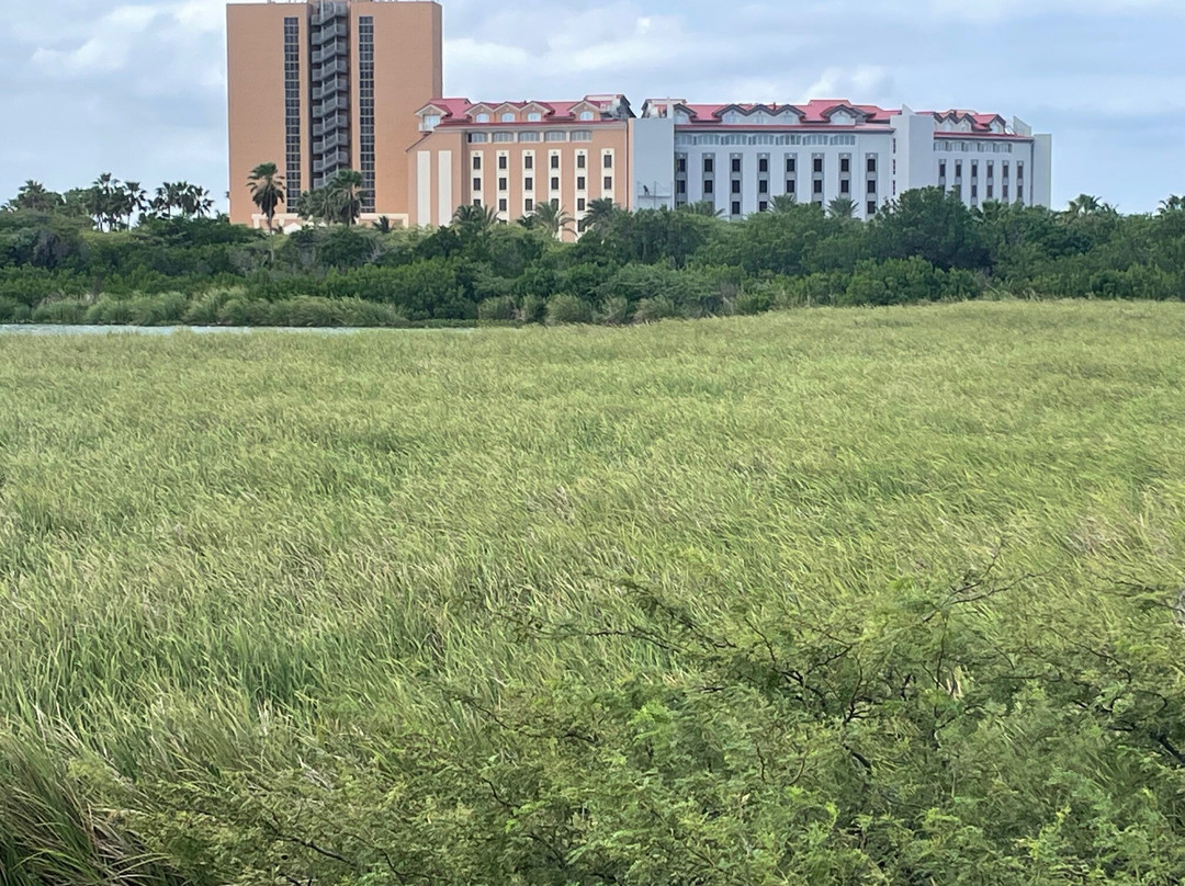 Bubali Bird Sanctuary-棕榈/鹰海滩必去景点