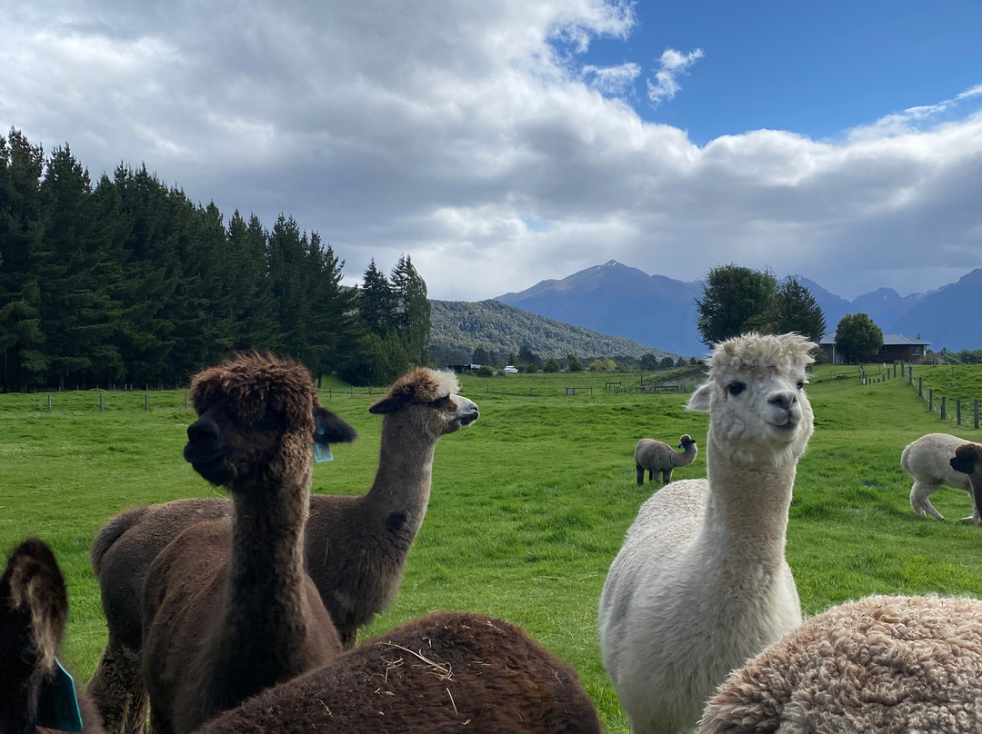 Kepler Mountain View Alpacas-马纳普里必去景点