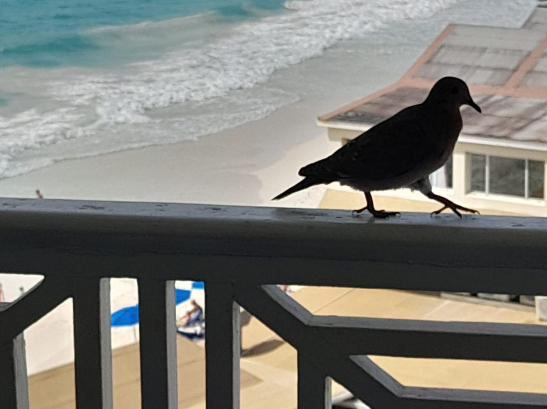 Barbados Beach Club主图