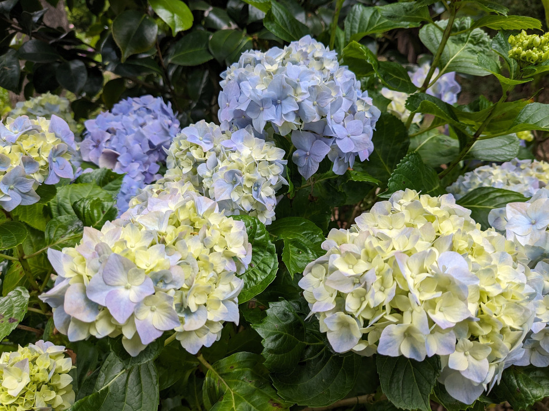 The Foxglove & Co Gardens景点图片