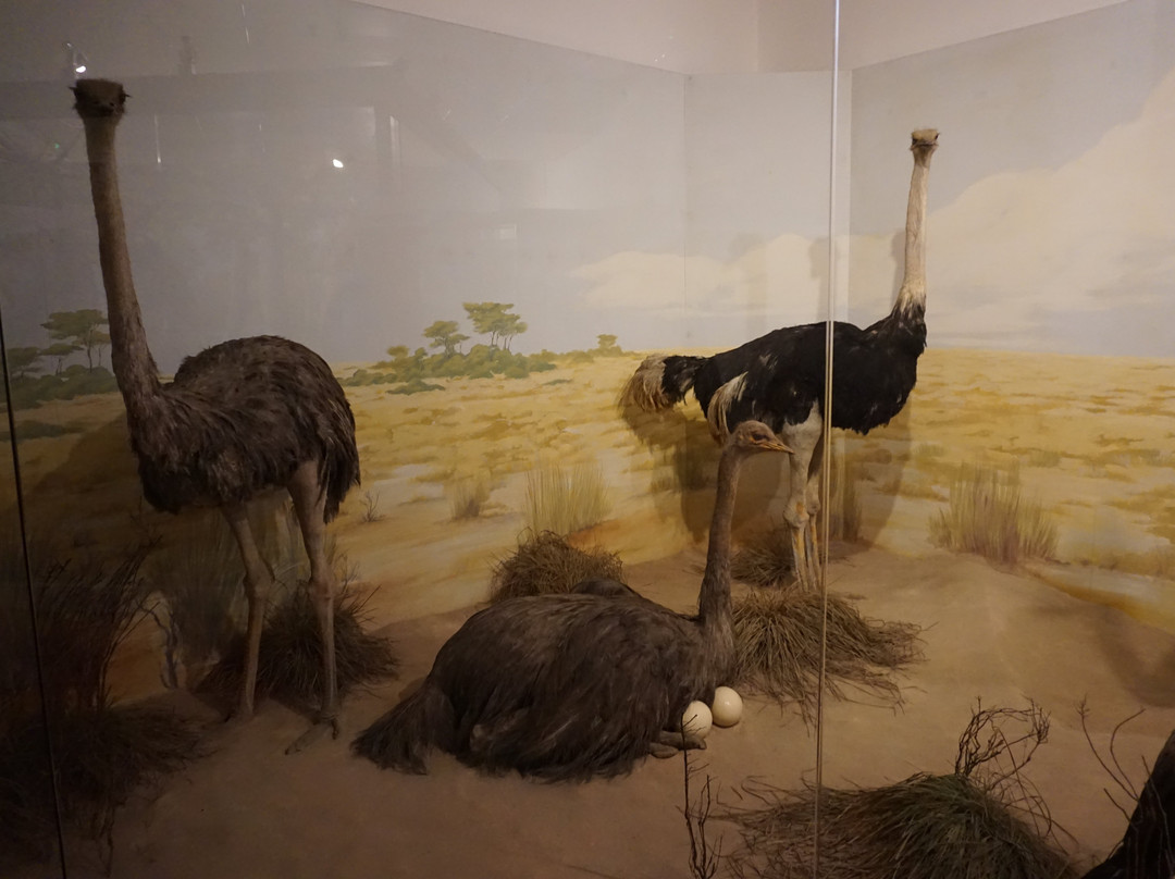 Museum-Brijuni National Park必去景点