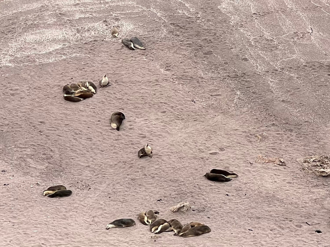 Point Labatt Conservation Park-Streaky Bay必去景点