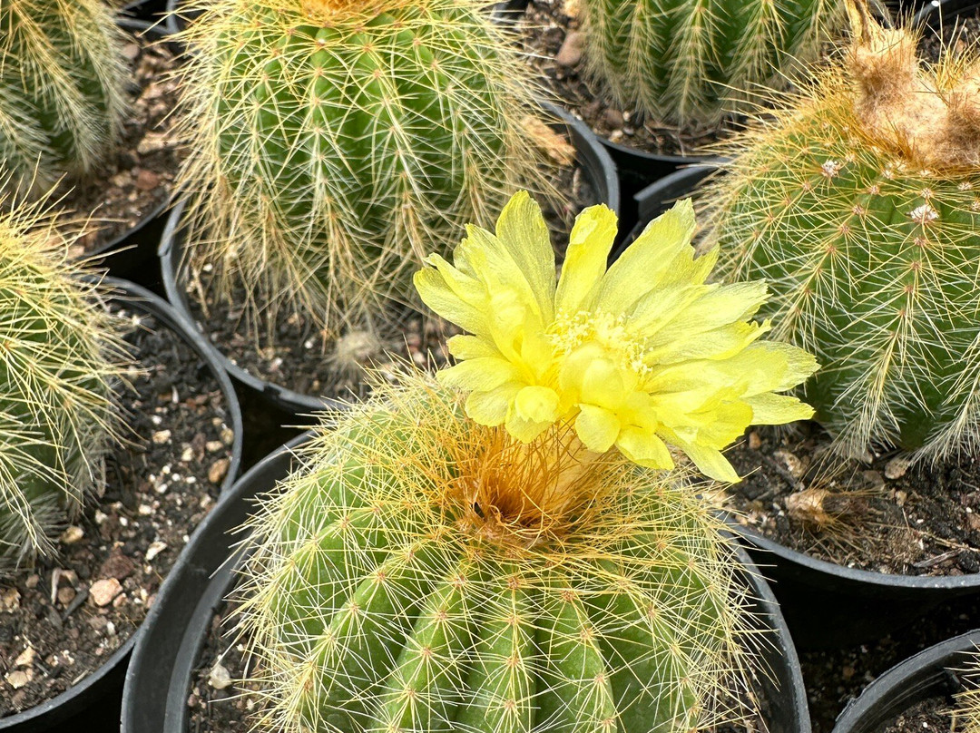 Cactário Horst景点图片