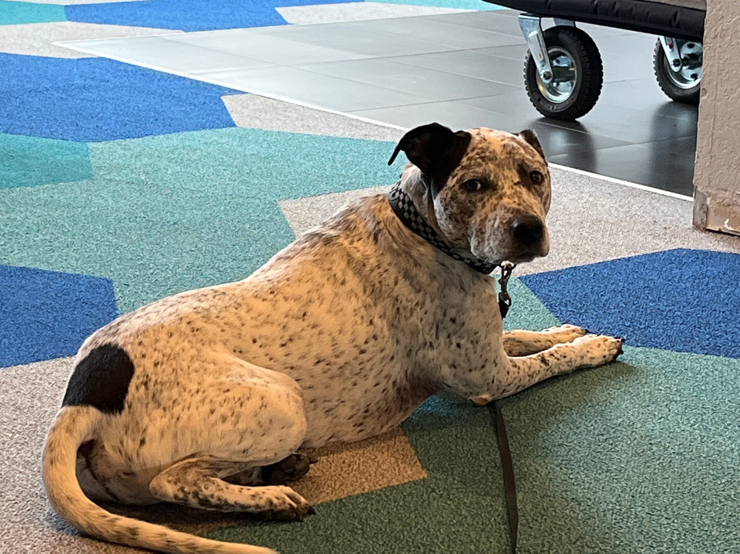 Microtel Inn & Suites by Wyndham Montgomery主图