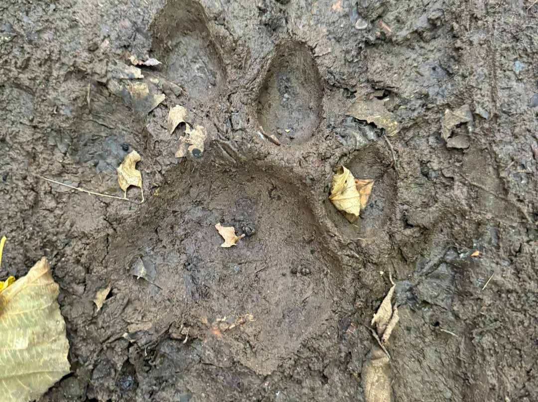 National Park Land of the Leopard-海参崴必去景点