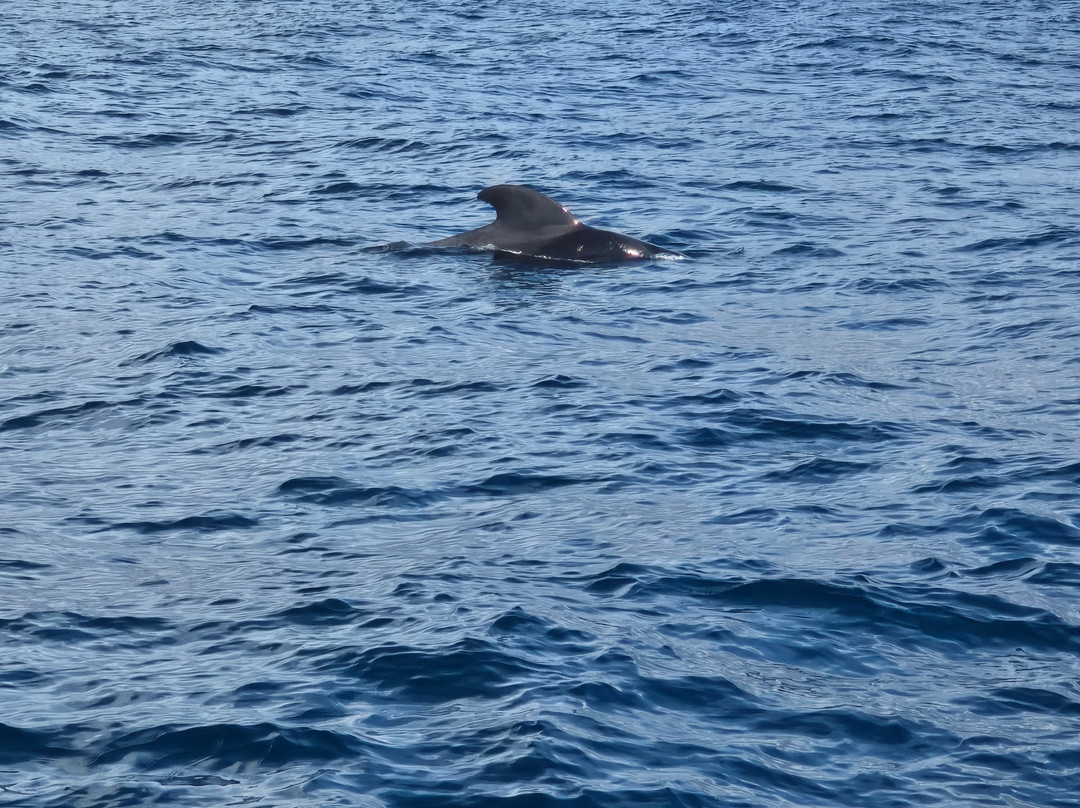 Neptuno Whale Experience Tenerife-特内里费岛必去景点