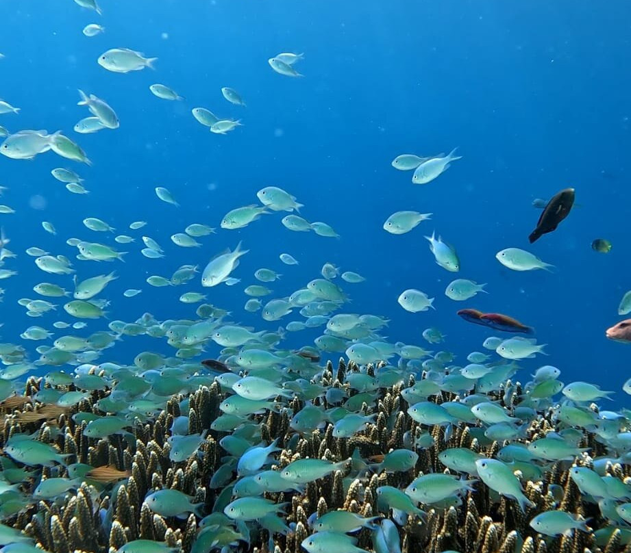 Omadhoo Coral View Inn主图