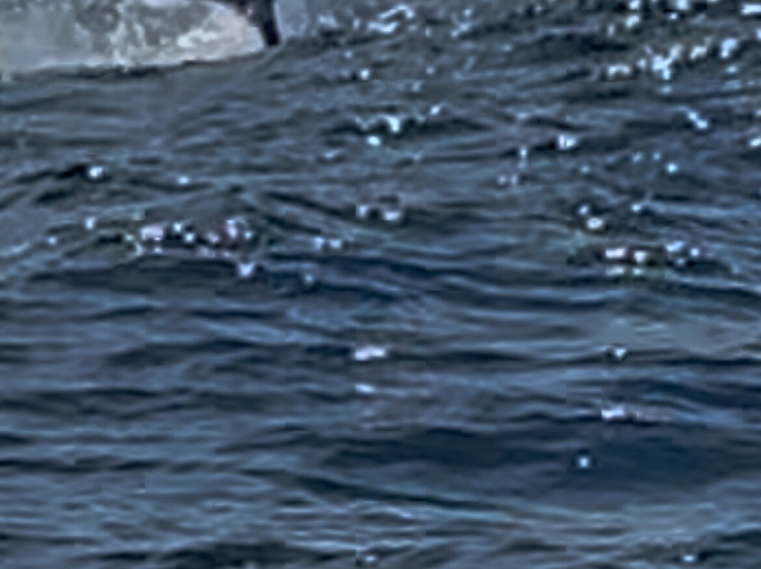 Samara Deep Sea Fishing And Lodge景点图片