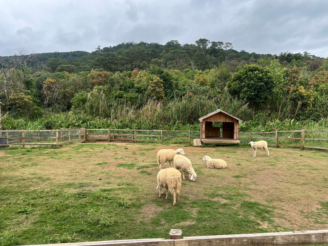 The Florest - Hoa Trong Rừng