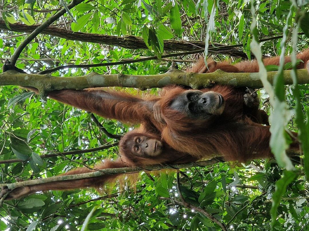 Indra Valley Inn Bukit Lawang主图
