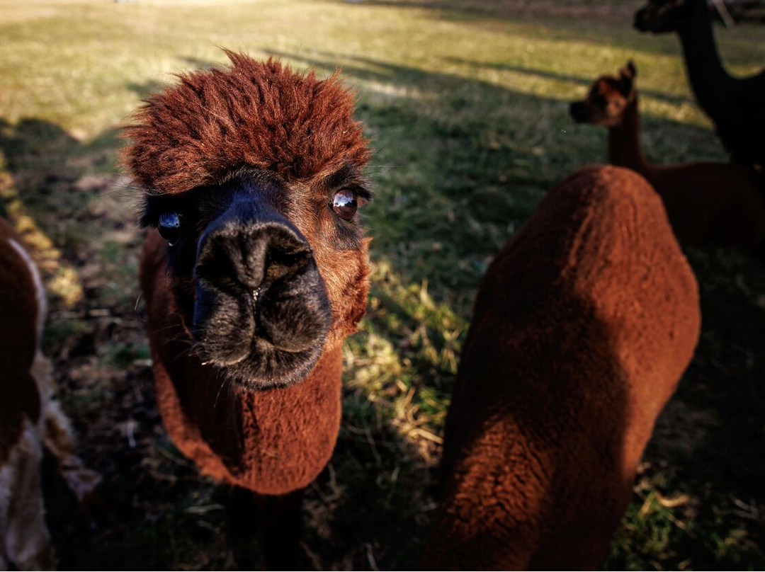 Coltsfoot Country Retreat主图