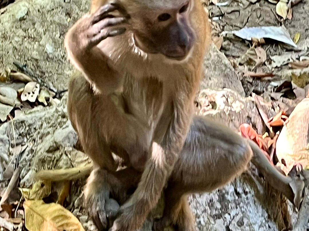 Safarine Tours景点图片