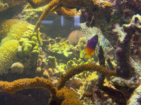 St. Lucie County Aquarium - Smithsonian Marine Ecosystems Exhibit-匹尔斯堡必去景点