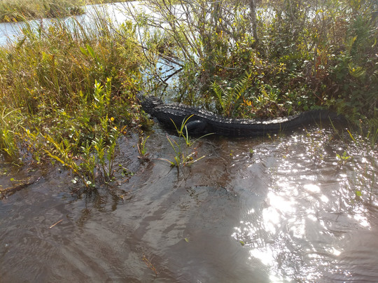 Parkland Airboat Rides-Parkland必去景点