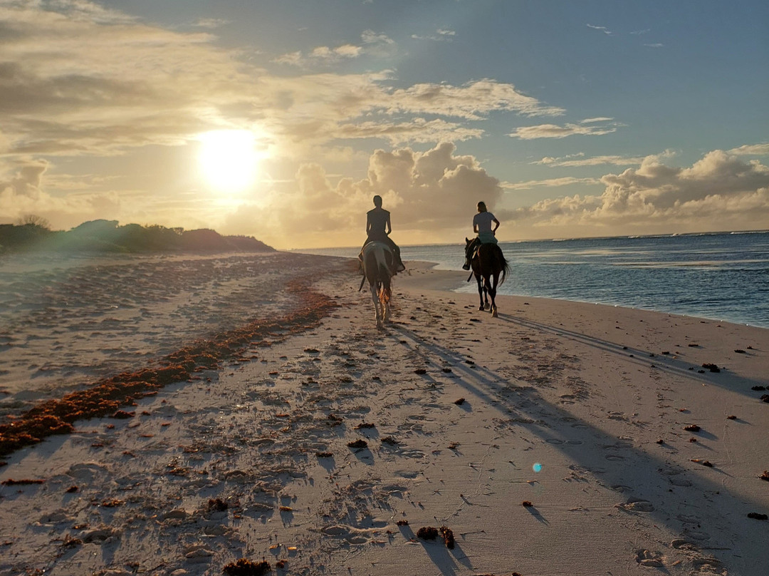 Francis Family Farm-Anegada必去景点