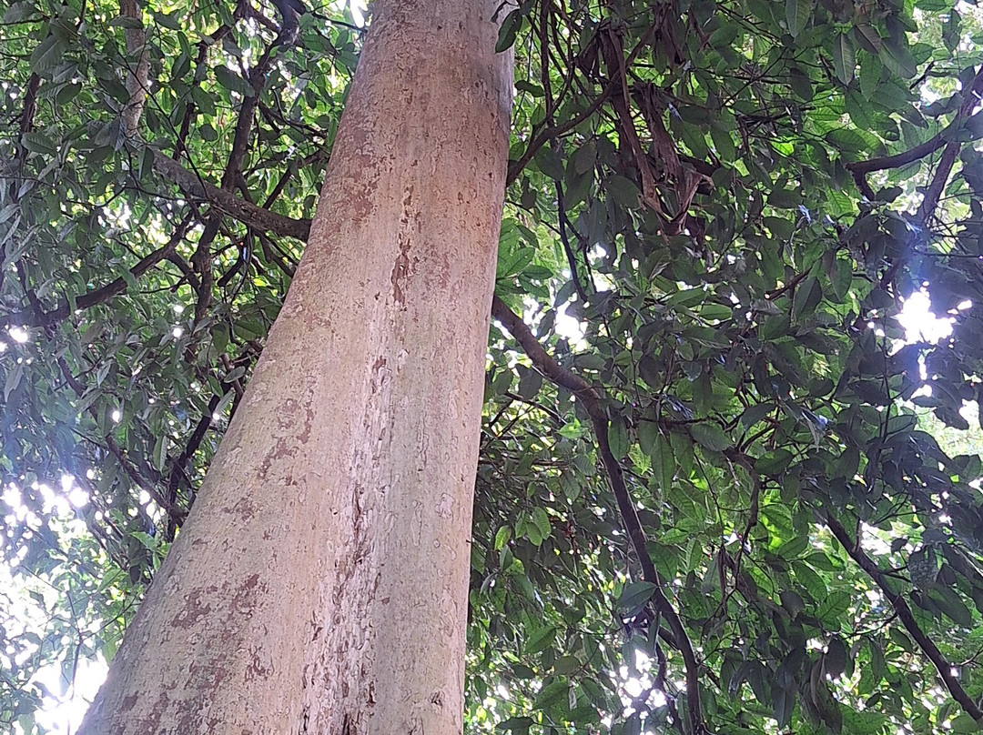 Green Eco Park CR-El Tanque必去景点