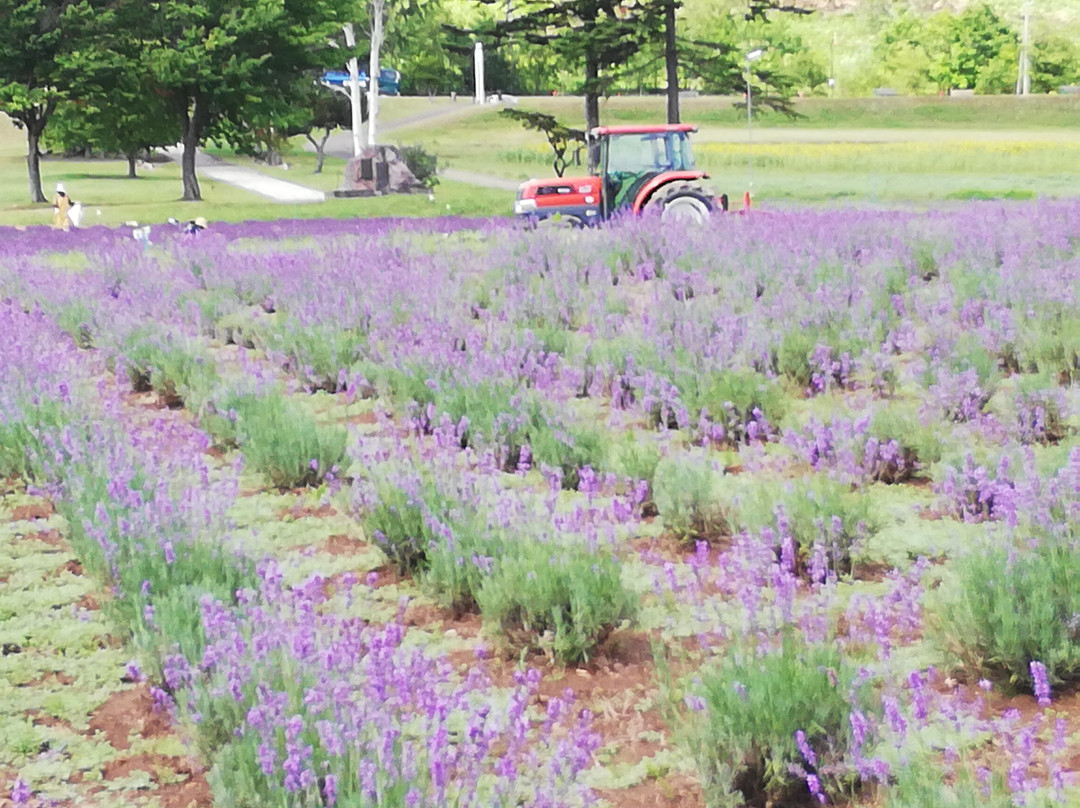 Lake Kanayama Lavender Garden-南富良野町必去景点