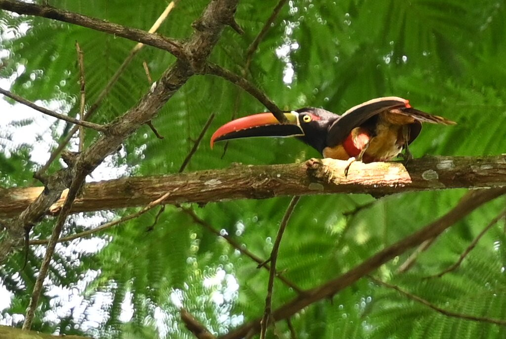 Cabinas Tropicales主图