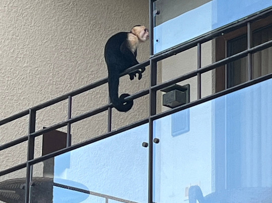 Dreams Las Mareas Costa Rica主图