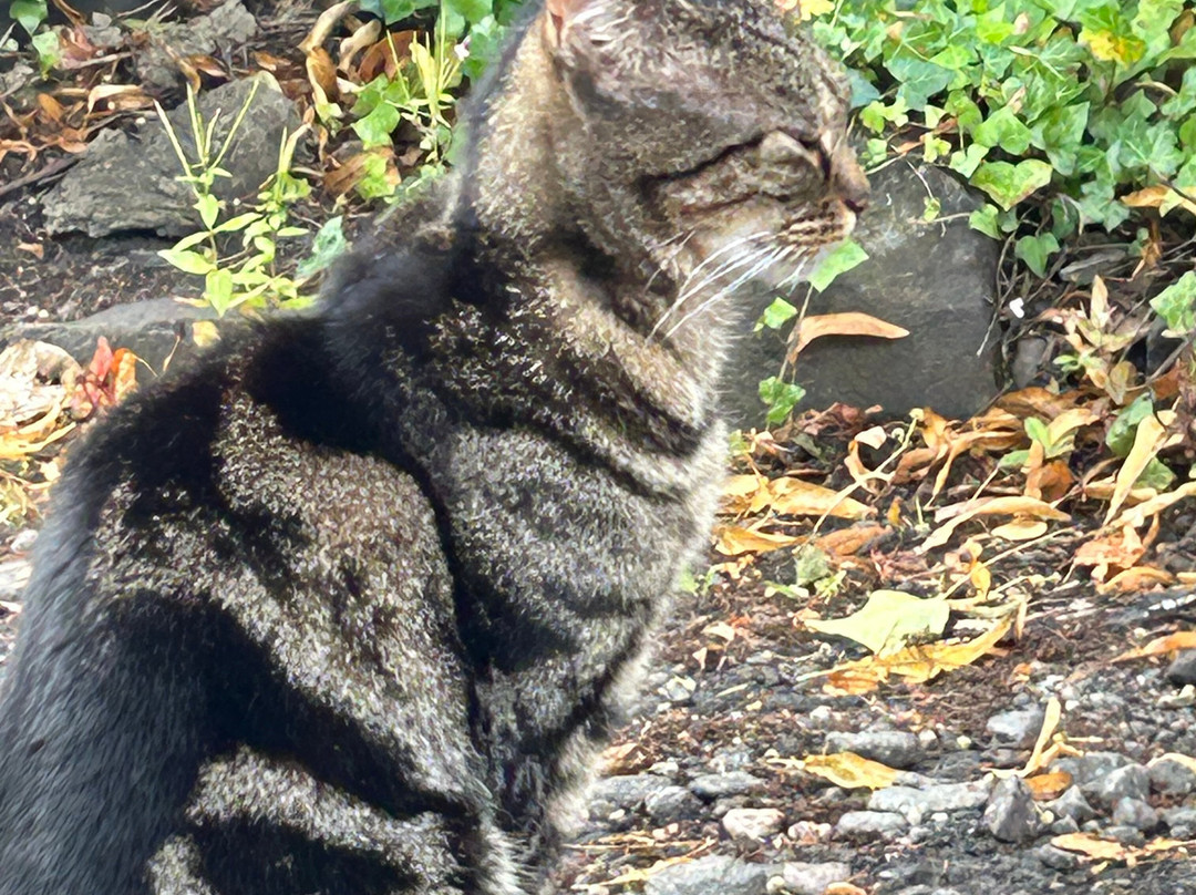 白蜡树别墅酒店主图