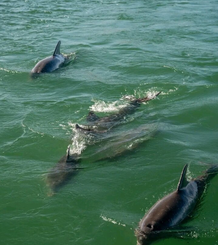 Shimoni Wasini Dolphin Destination-Shimoni必去景点