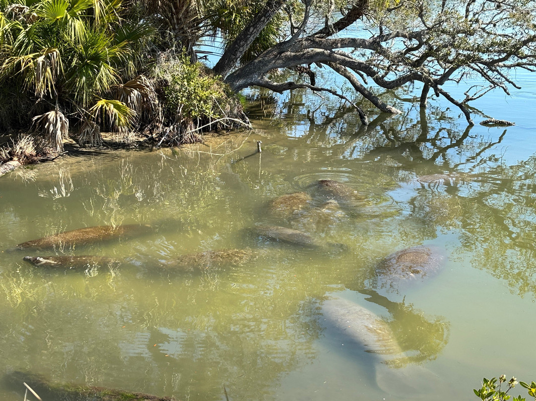 Manatee Observation Deck景点图片
