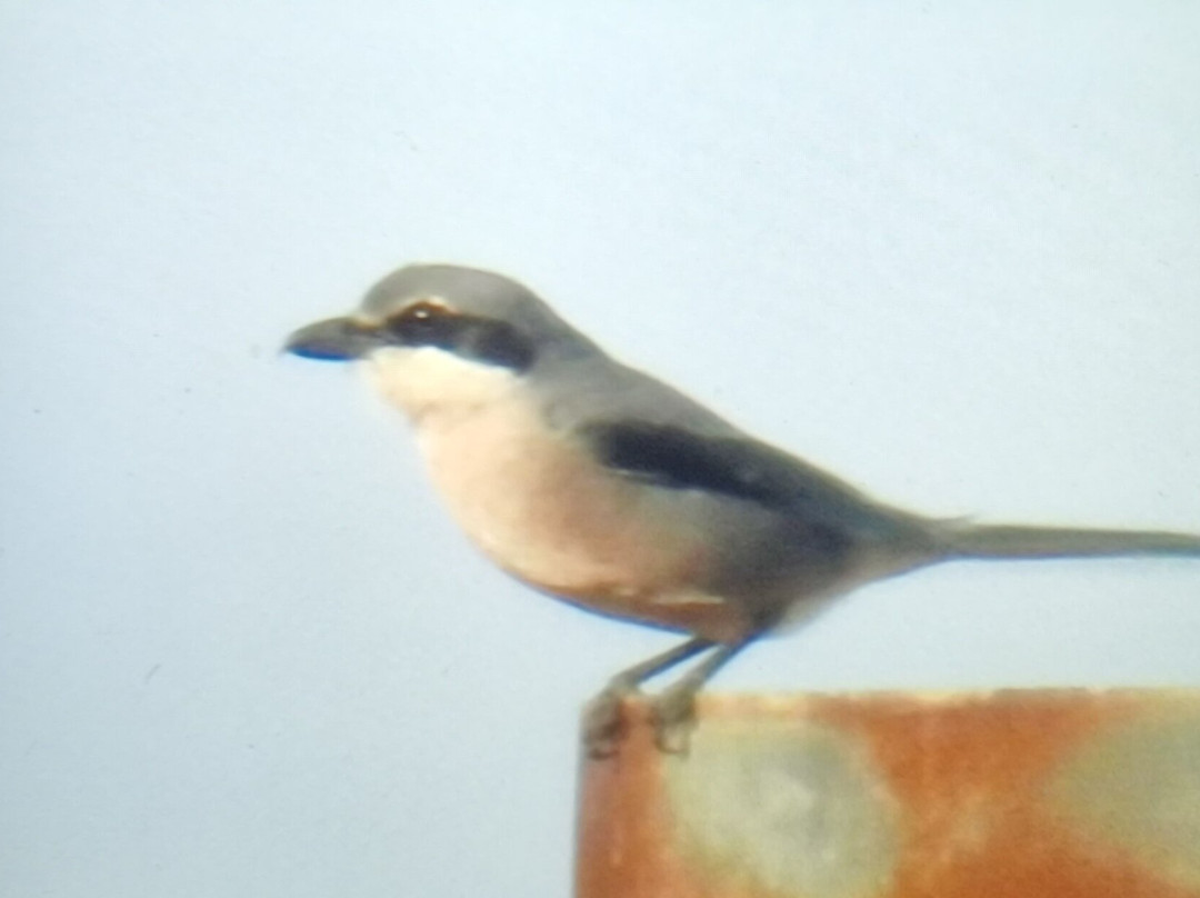 Ebro Delta Birding景点图片