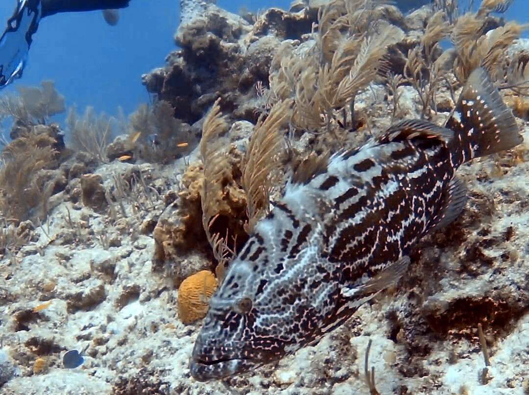 Akumal Dive Center-艾库玛尔必去景点