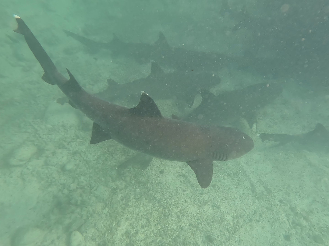 Darwin Bay-Genovesa必去景点