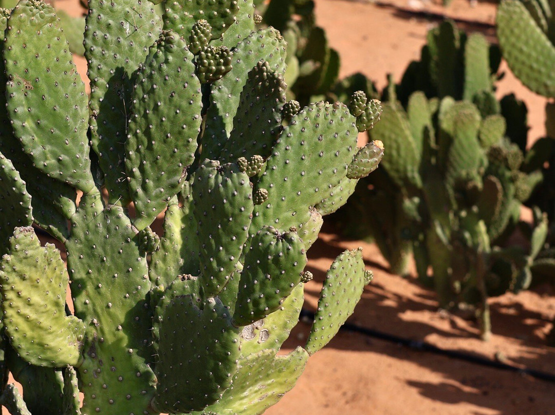 Emirates Bio Farm-阿布扎比酋长国必去景点