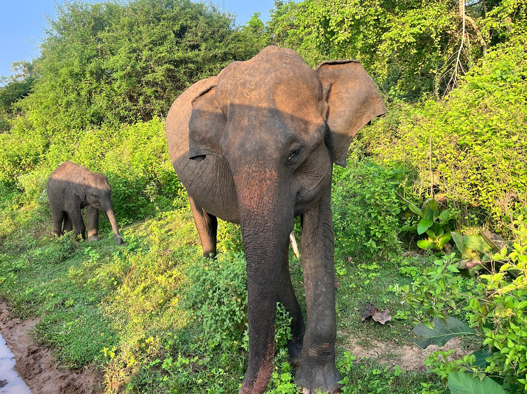 Udawalawe Lahiru Safari Guide Tours景点图片