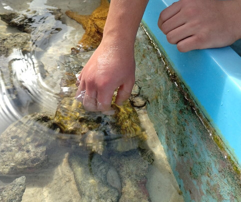 Coral Vita-弗里波特必去景点