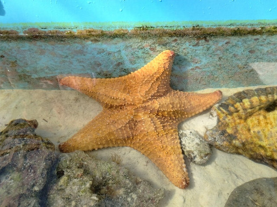 Coral Vita-弗里波特必去景点