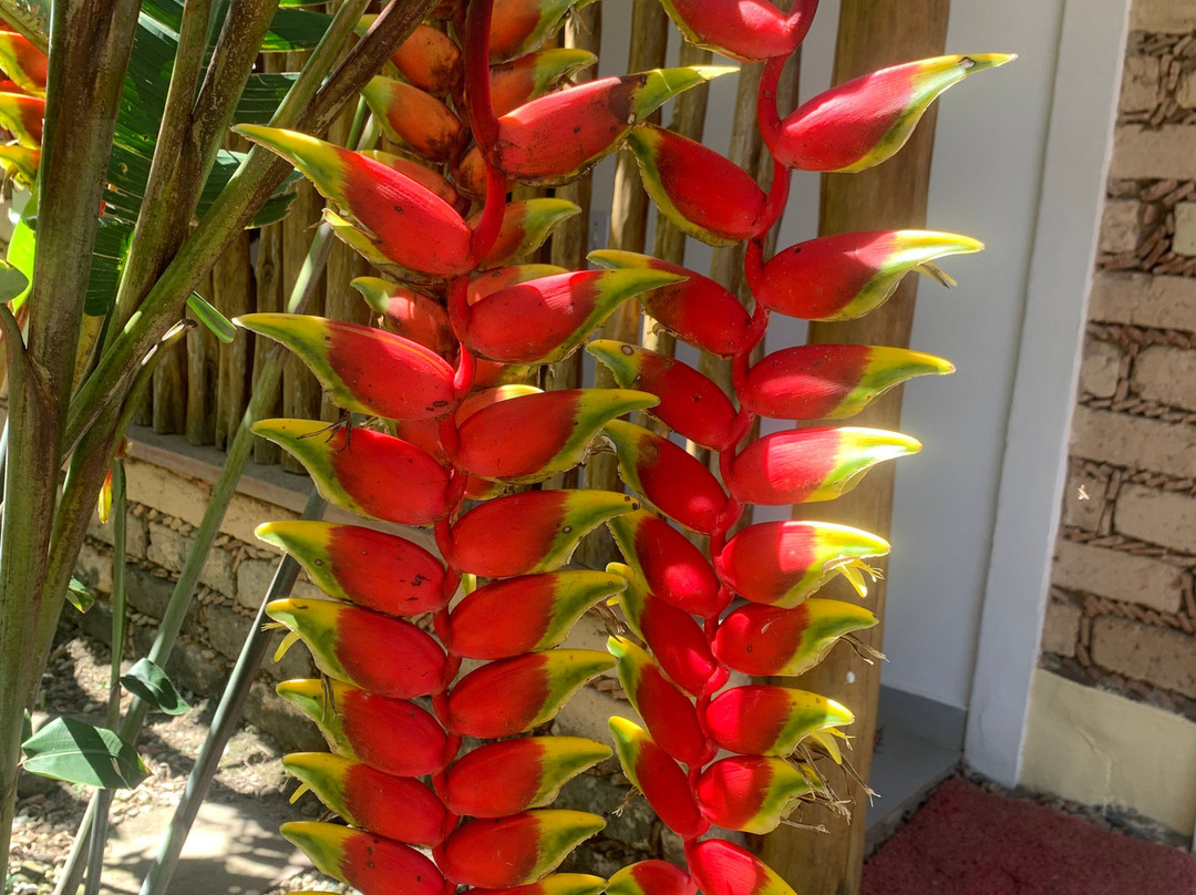 Pousada Pé no Mato主图