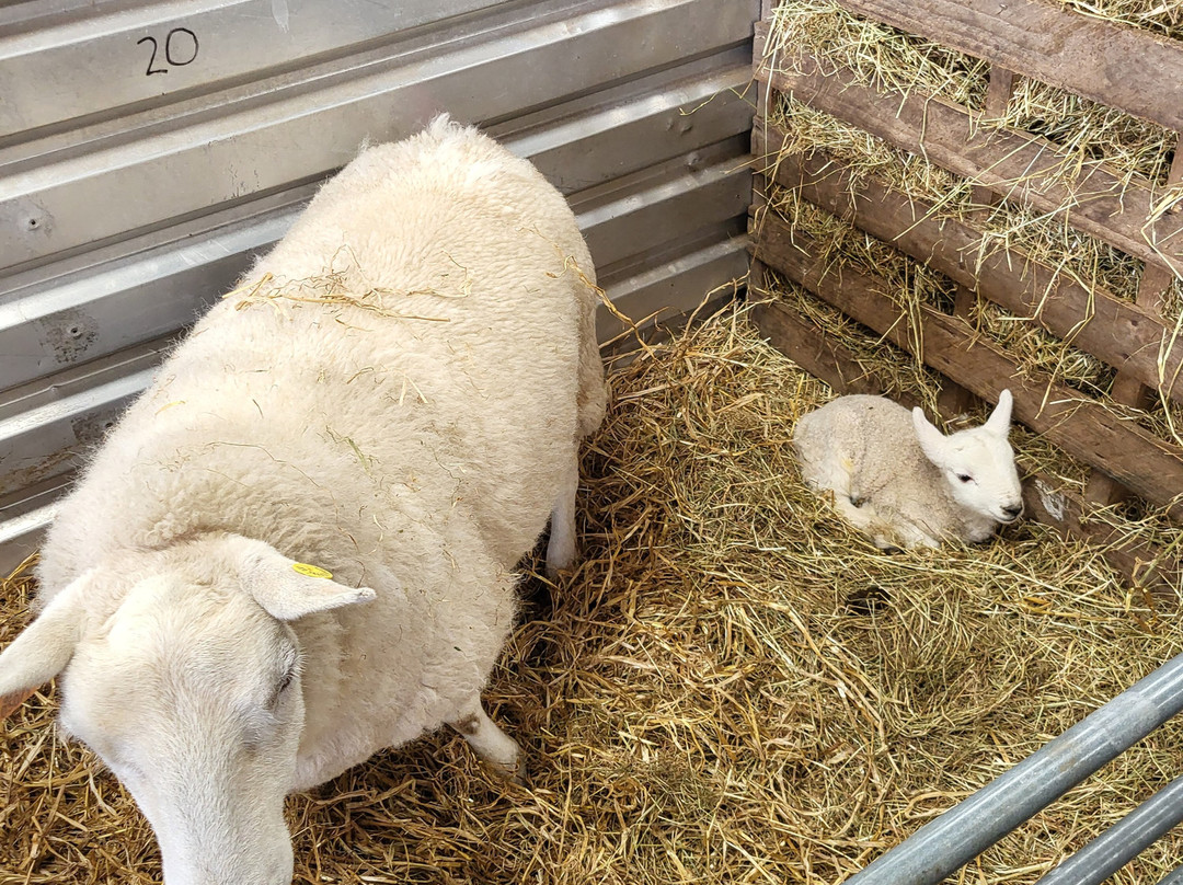 Kilmacolm Farm Tours