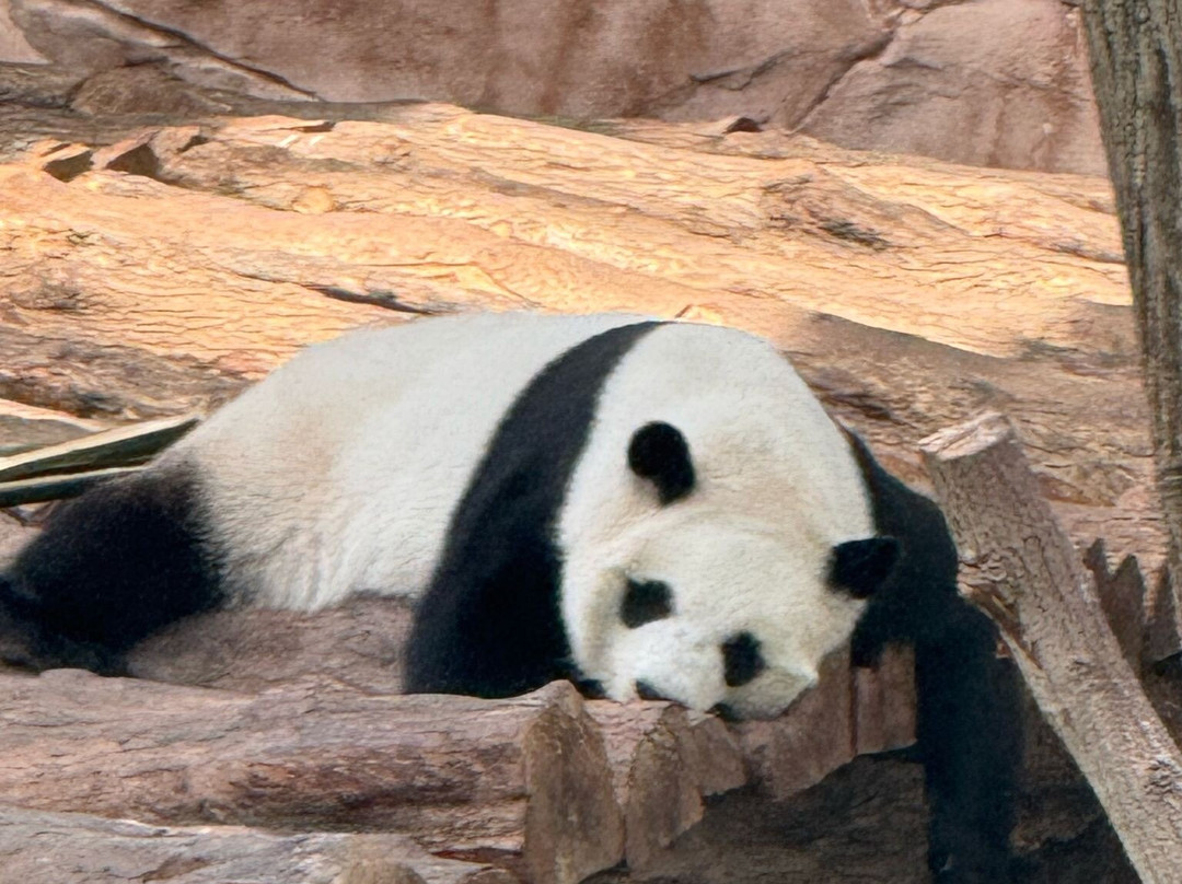 Panda House At Al Khor Park-Al Khor必去景点