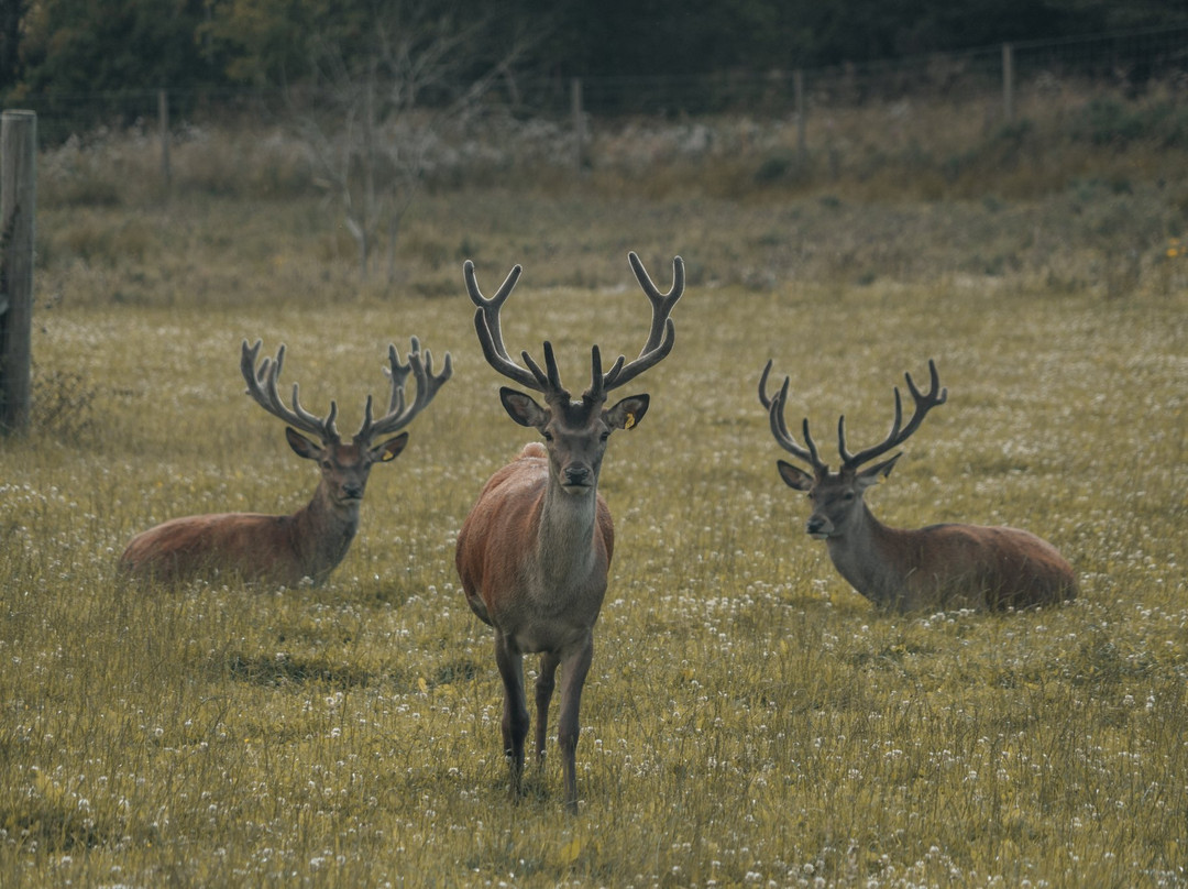 Tullynessle Deer Farm