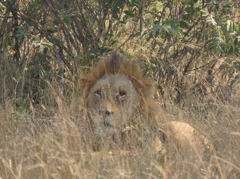 Wanyama Safaris-克鲁格国家公园必去景点