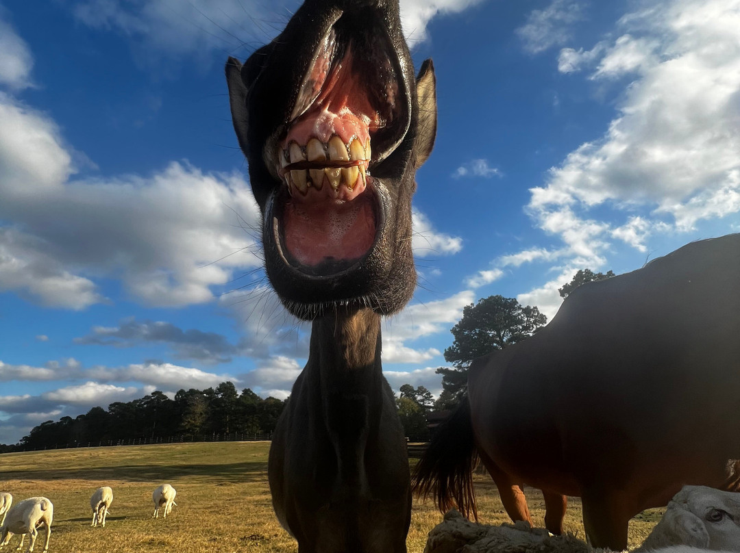 Moss Mountain Farm-Roland必去景点