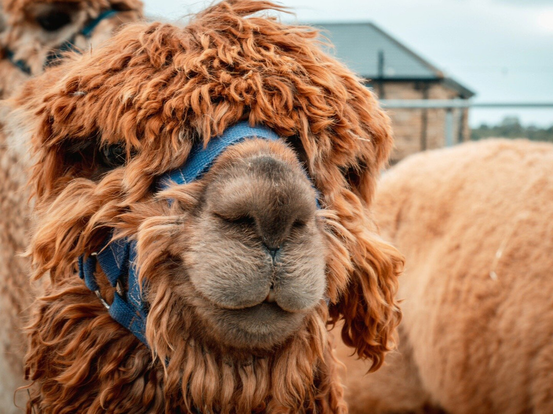 Brackenfield Alpacas景点图片