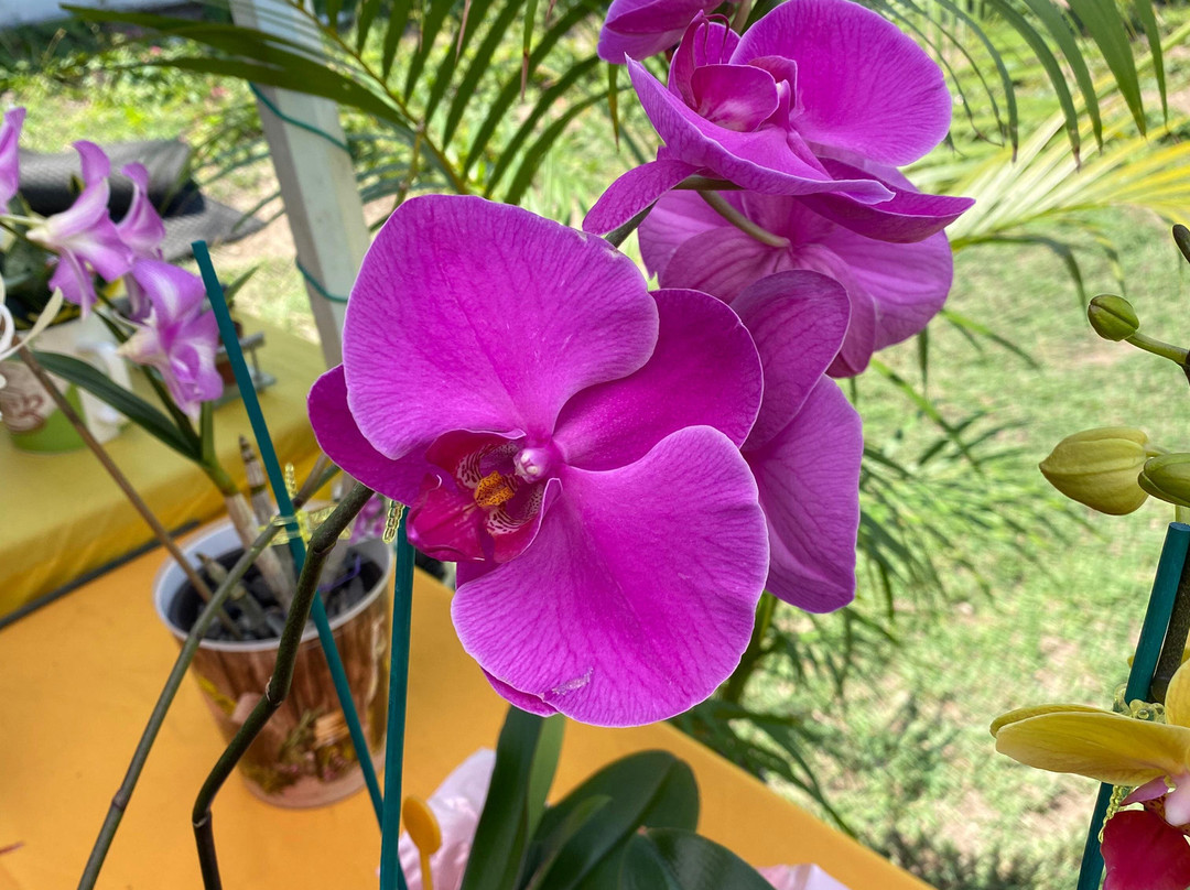 Mosaic Marketplace Ja-金斯敦必去景点