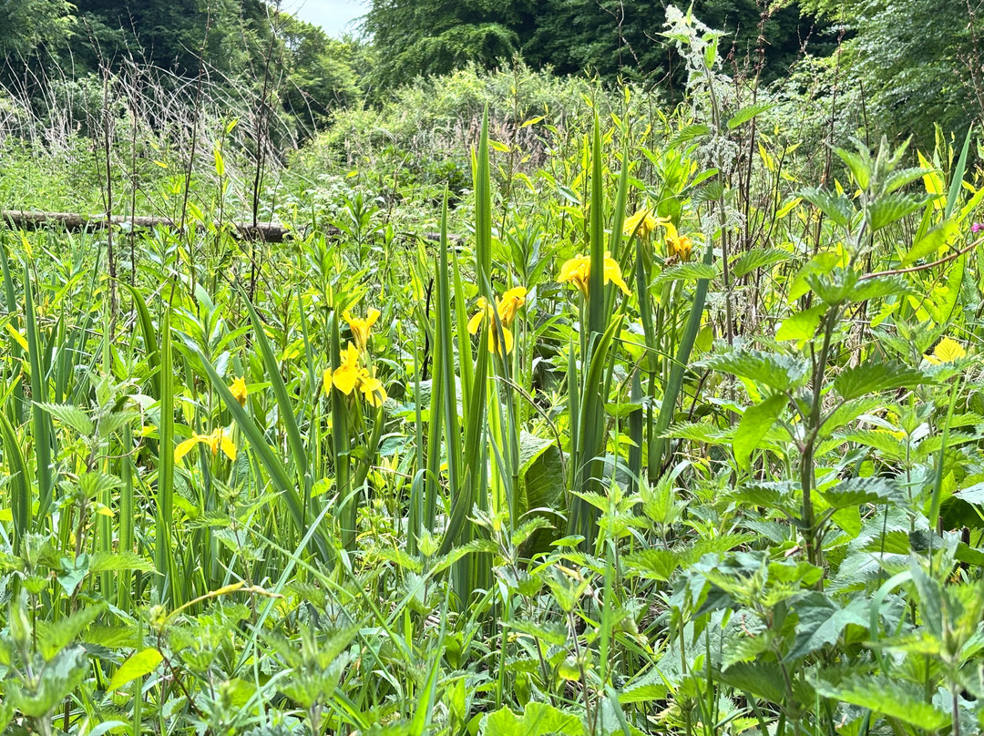 Queen Elizabeth Country Park-Horndean必去景点