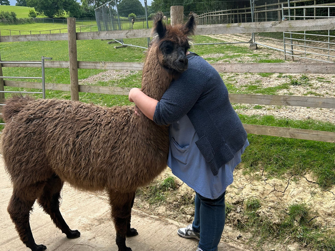Briery Hill Llamas景点图片