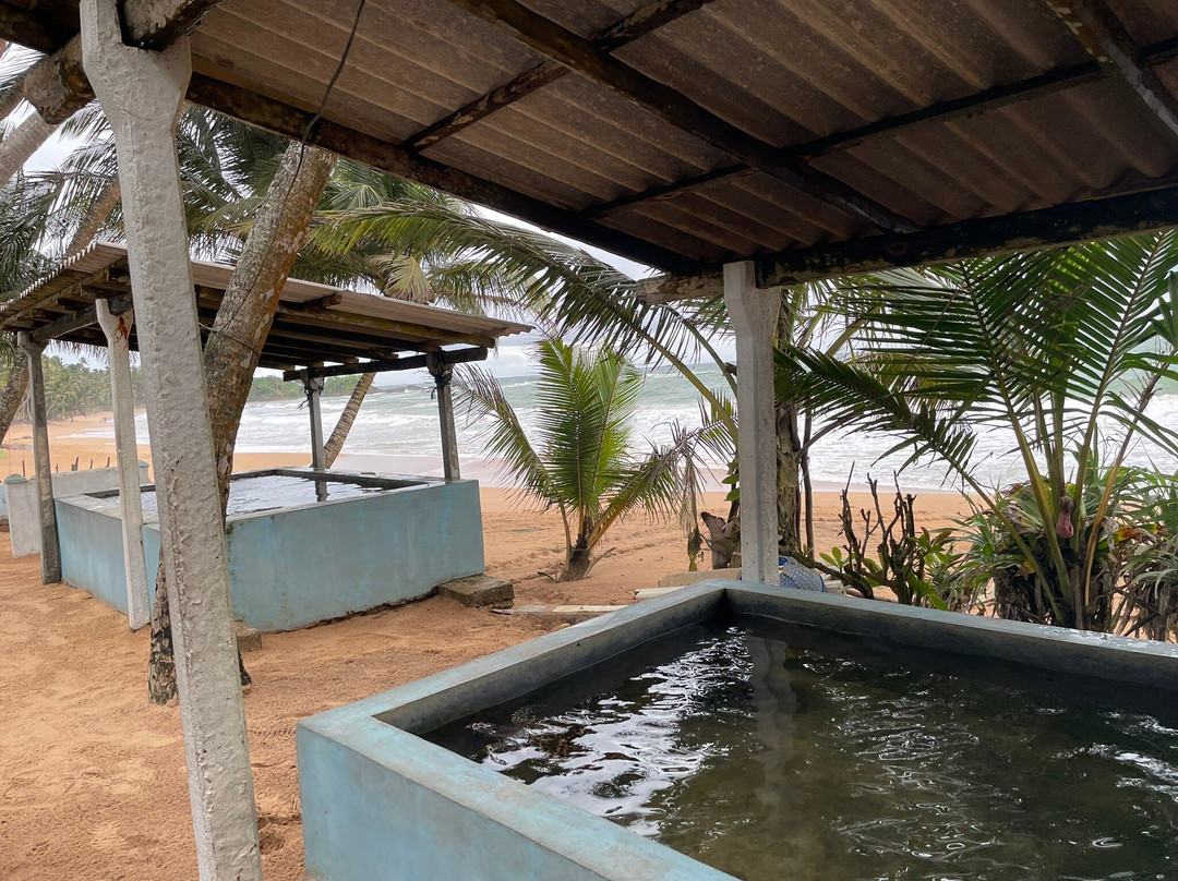 Induruwa Sea Turtle Conservation Project & Sea Turtle Information Center景点图片