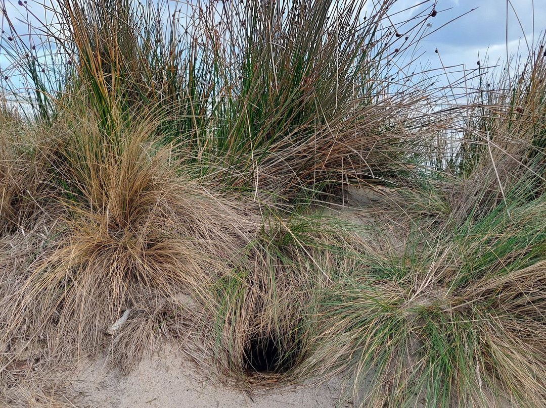 Ocean Beach-斯特拉恩必去景点